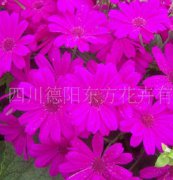 瓜葉菊（東方1號(hào)）種子，花卉種子、花種、