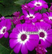 瓜葉菊：東方三號(hào)，瓜葉菊種子、盆栽花卉、花